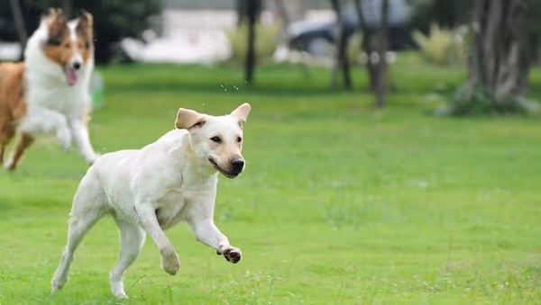 K-9 Korral Dog Park photo 1